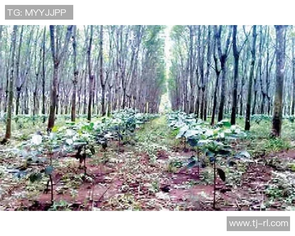 铁丝箍树下的足球明星梦与成长之路